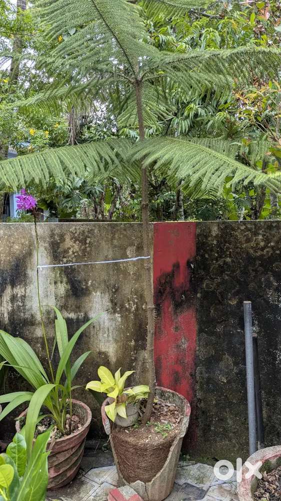 4 Big Plants