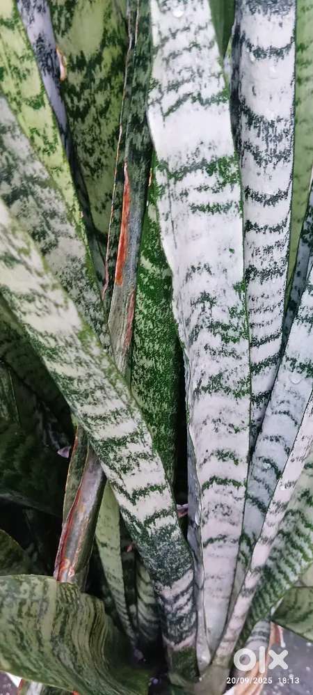 Plants like Jade(₹20), snake plant(₹50) , amaryllis plant(₹100).