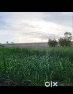 Agricultural land available 10 bigha
