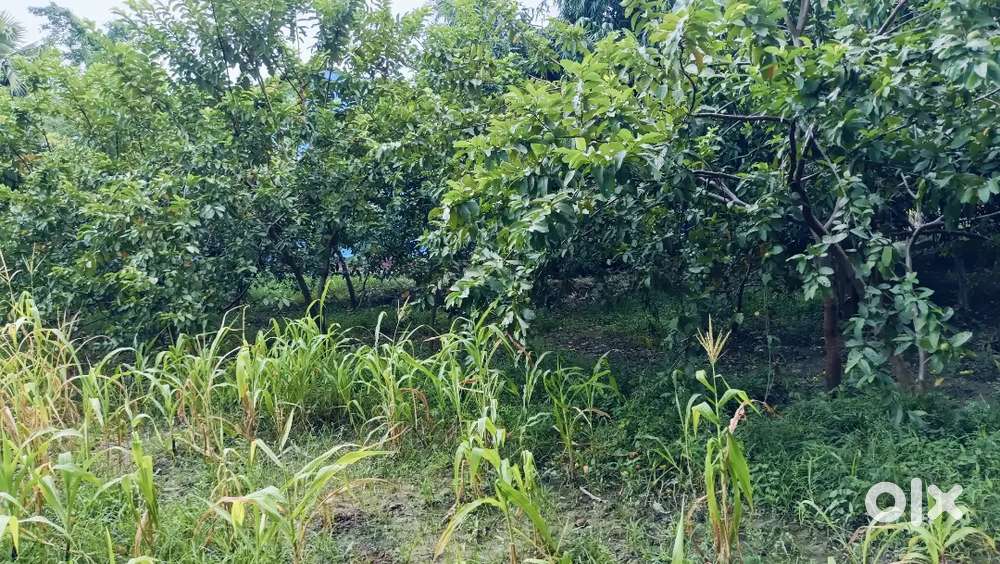 Plot sell by owner in village