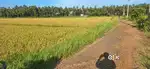 Road facing Agricultural land for sale in Periyakulam yela at Kk dist