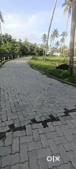 Kogorpilly 4 ct 5 ct plot ct 4 75 lk