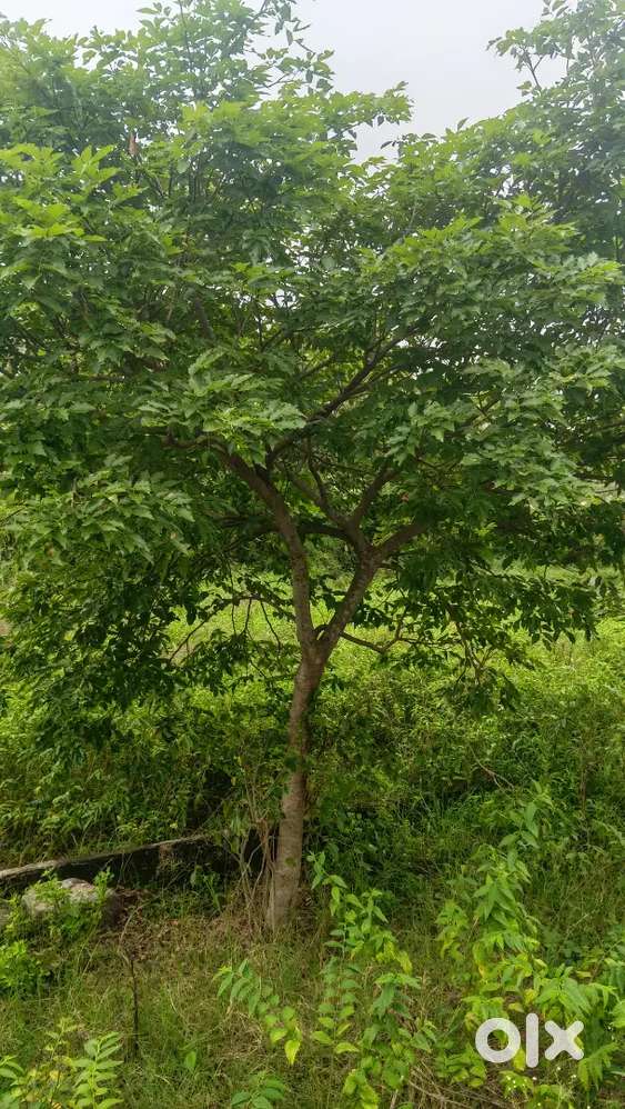 Land sale  in cheyyar