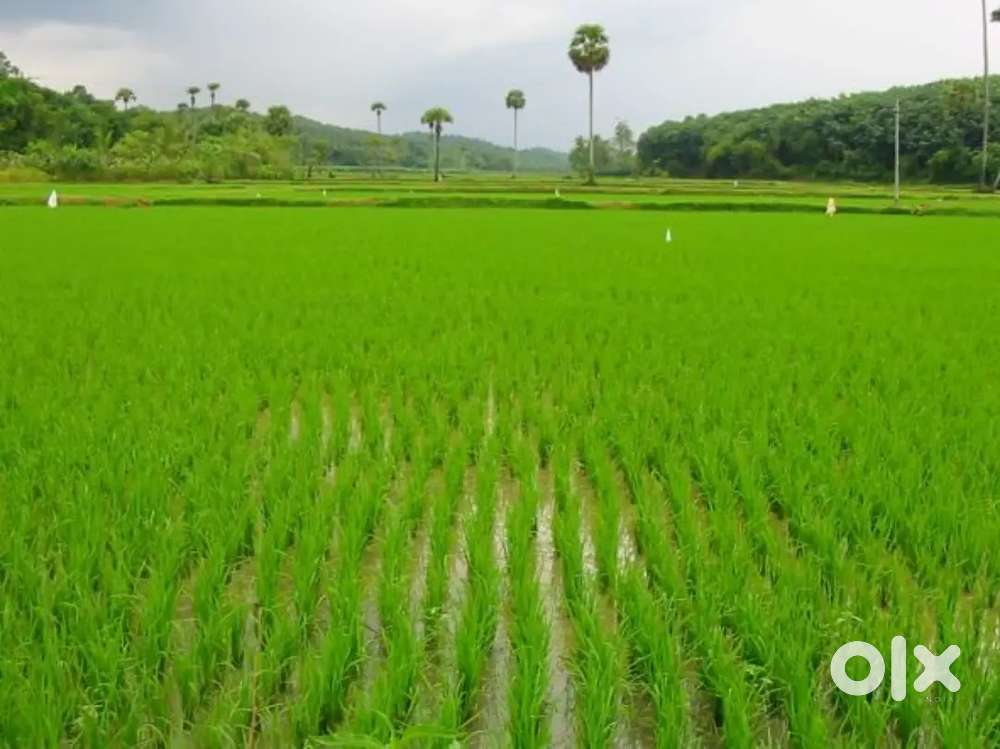 പാടം വിൽപനക്ക് 95 സെൻ്റ്, paddy field for sale