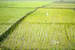 11.5 acers of agriculture land for sale in Sundilla Village.