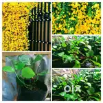 Cats claw plant