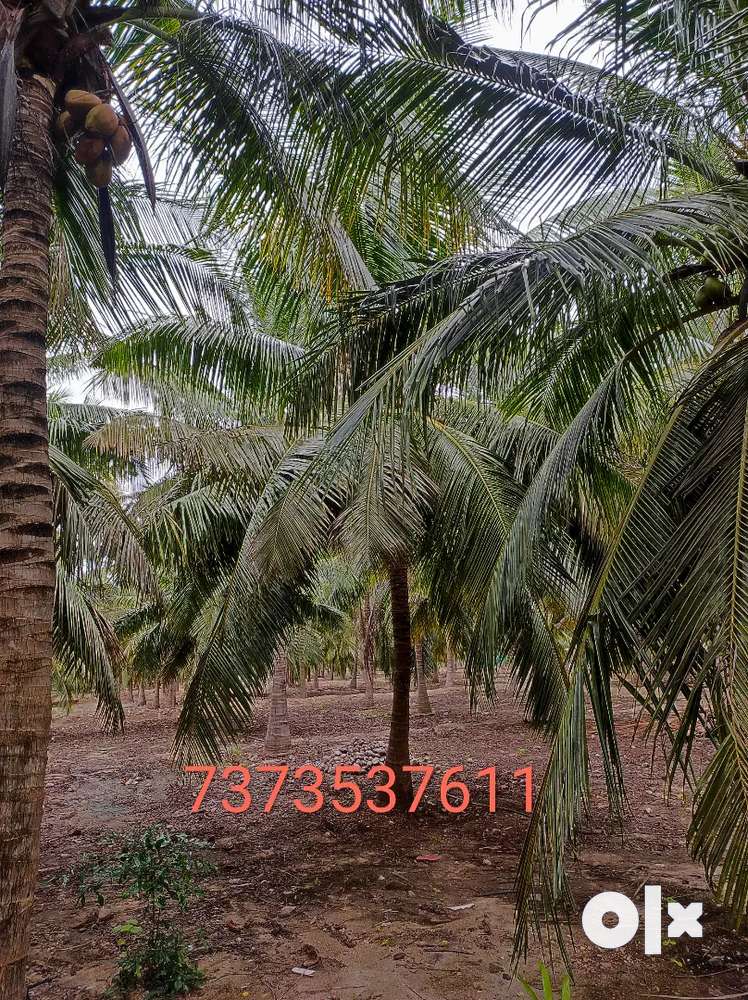 Agriculture land for sale