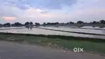 Agriculture land Roadside near Isadhi Bazar, Sunera Ramnagar village