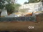 Plot for sale land for sale  100 SQYards balapur hyderabad