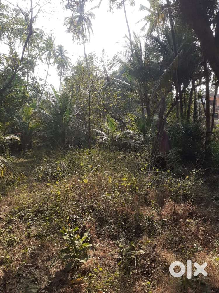 Prime Settlement Plot in Morjim – 1026 SQM @ ₹50,000/SQM