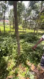 URGENT SALE, MOOZHY JUNCTION, NEDUMANGAD, THIS CAN INCLUDE TWO HOMES,