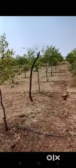 Open plots in a venture with malabar trees