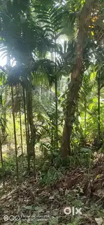 Land with coconut trees at vorkady manjeshwar, road is there