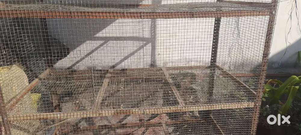 Iron Bird Cage