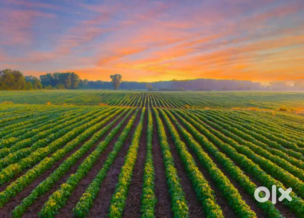 Low budget Farmlands at Narayankhed /NIMZ/ Hyderabad
