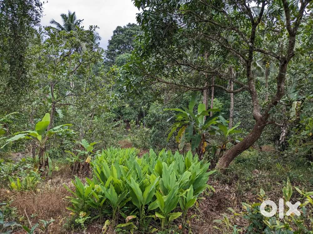 53 Cents For Sale in Venur, Belthangady, Dakshina Kannada