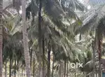Land / Coconut farm