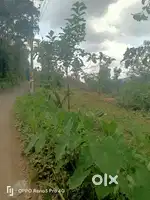 Near NH ( Punaloor to Thodupuzha ) Cherakadavu