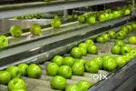 Wanted  m/f counter staffs for veg/fruits godown