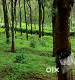 2 ECKER കര ഭൂമി റബര്‍ കാരറ്റ്  കിളിമാനൂര്‍