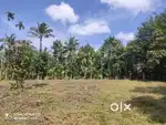 Residential Land For Sale In Pulpally Wayanad