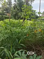 15 Cent Residential Land for Sale – Pallikkavala, ₹3 Lakh/Cent