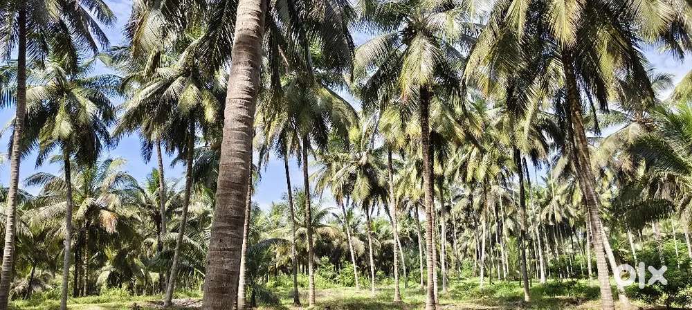 72 cent coconut farm for sale in kozhinjampara