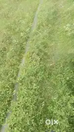 5katha,10katha & 20katha FARMLAND is available for sale Near Amtala
