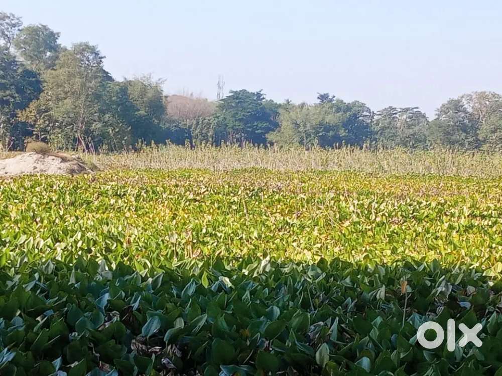A plot near pitpara School Nalbari Assam. If you are intrstd cntct us
