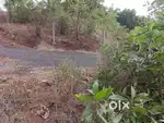 plot for sale in old Goa Carambolim orchard plot internal Road  plot
