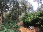 Coffee Estate for Sale!  - Location: Sakleshpura - 14 acre land
