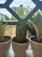 Lucky snake plants with flower shape with stylish pot