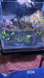 Planted Tank with planted soli , top filter and planted light