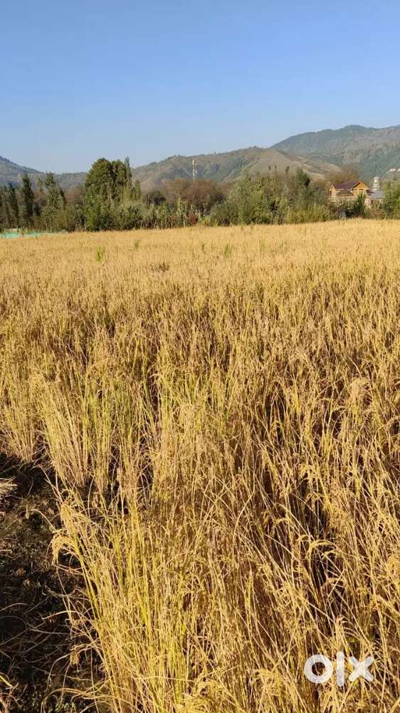 Agricultural land of 8 marlas on sale