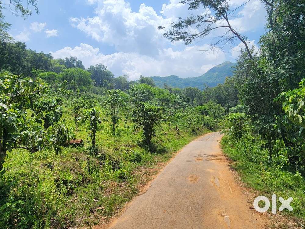 19 acercoffee estate with,pepper ,orange for sale@wayanad