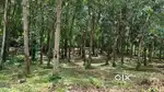Rubber land with house