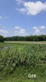 4bigha paddy land urgntsell at bandamari rangapara RD near khelmatiSBI