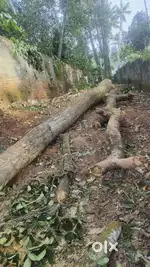 Tree cutting / മരം മുറിച്ചു കൊടുക്കപെടും