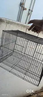 Love birds cage