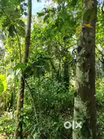 Residential land for sale in Pazhunnana village, Thrissur district.