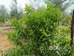 11 Cents Farm Land + 53 Trees – Own Land in Your Name