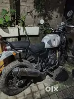 Mint condition himalayan