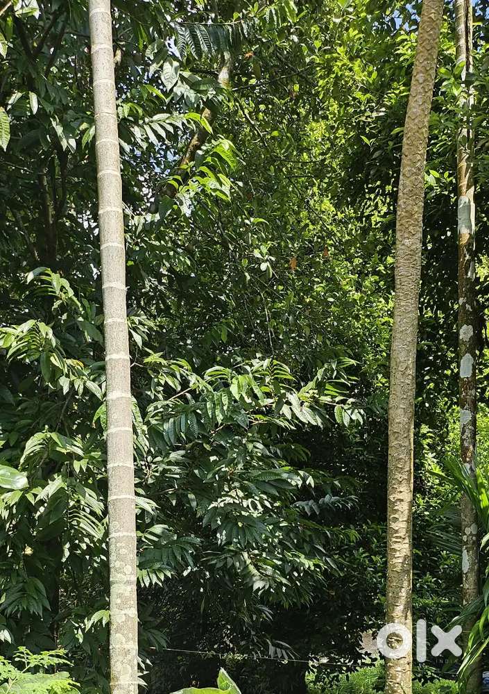 27 cent for sale kodakara puthukkavu.50meter from main road.