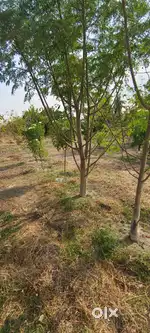 Agriculture land for sale between kovilpatti and ettayapuram
