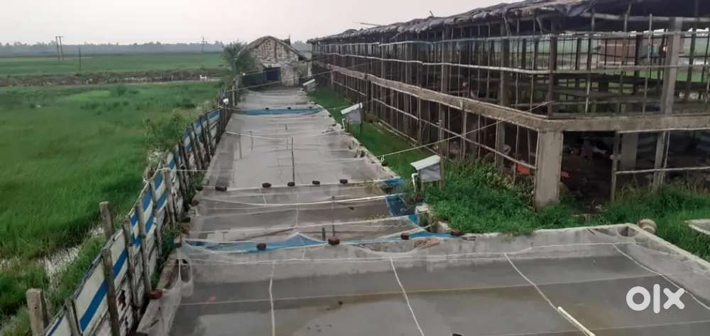 1 Bigha Plot urgent Sale Chicken poultry farm