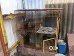 Chicken cage