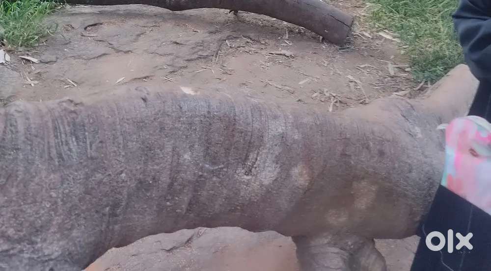 Land sale in sakaleshpur