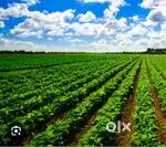 2 Acres agricultural land for sale with Thar road approach