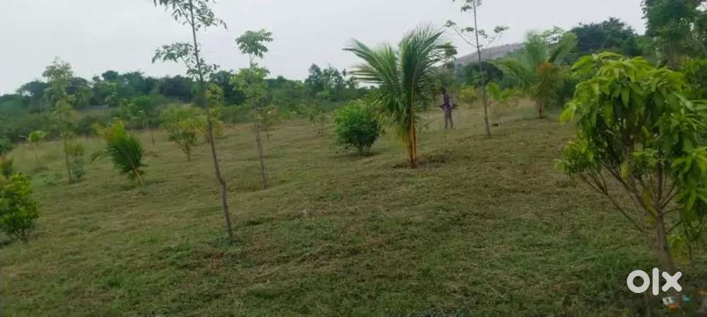 Farmhouse land needed