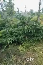 12 Acre Coffee Estate for Sale –, Near Aldur Chikmagalur